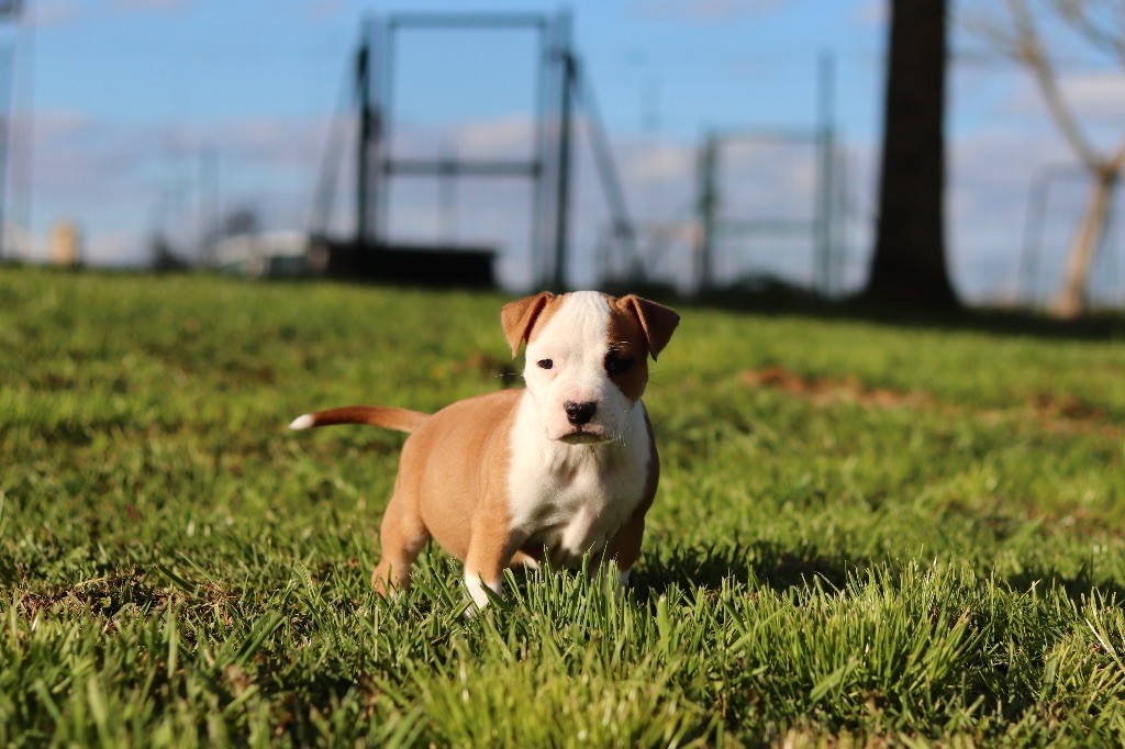 Of The New Age Ast - Chiot disponible  - American Staffordshire Terrier