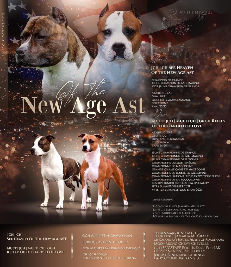 chiot American Staffordshire Terrier Of The New Age Ast