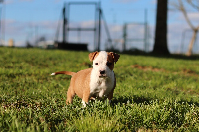 Of The New Age Ast - American Staffordshire Terrier - Portée née le 14/02/2024