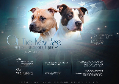 Of The New Age Ast - American Staffordshire Terrier - Portée née le 23/01/2025