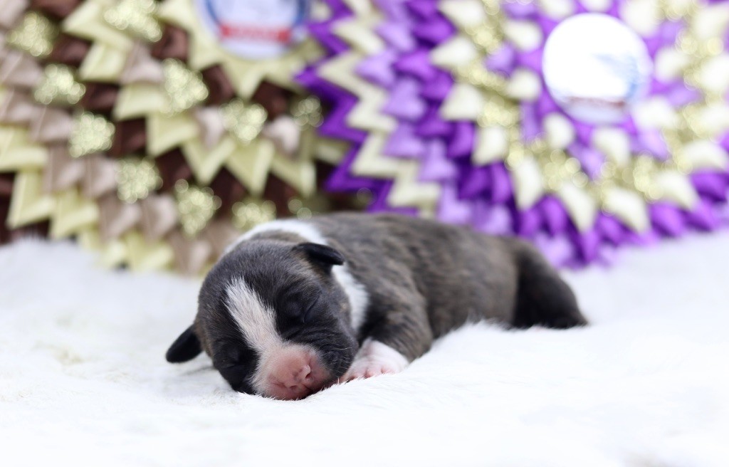 Of The New Age Ast - Chiot disponible  - American Staffordshire Terrier