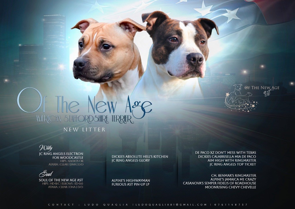 chiot American Staffordshire Terrier Of The New Age Ast