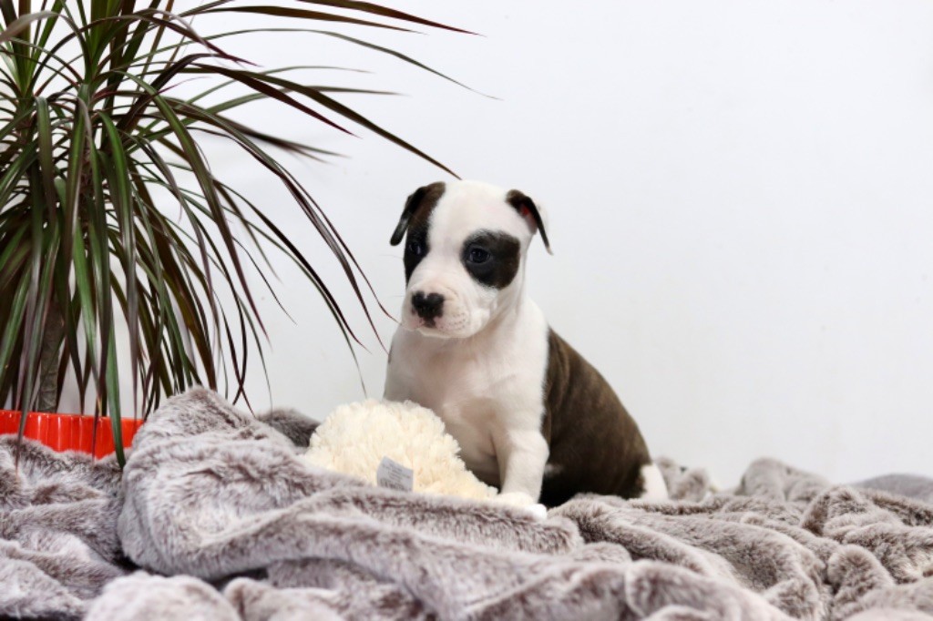 Of The New Age Ast - Chiot disponible  - American Staffordshire Terrier