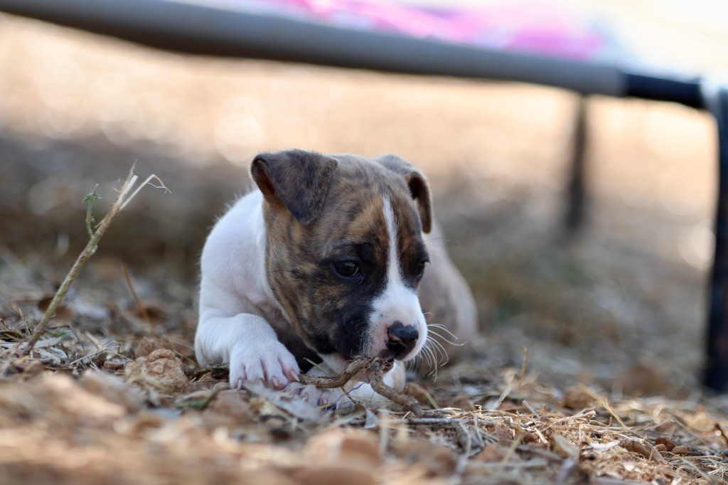 Of The New Age Ast - Chiots disponibles - American Staffordshire Terrier