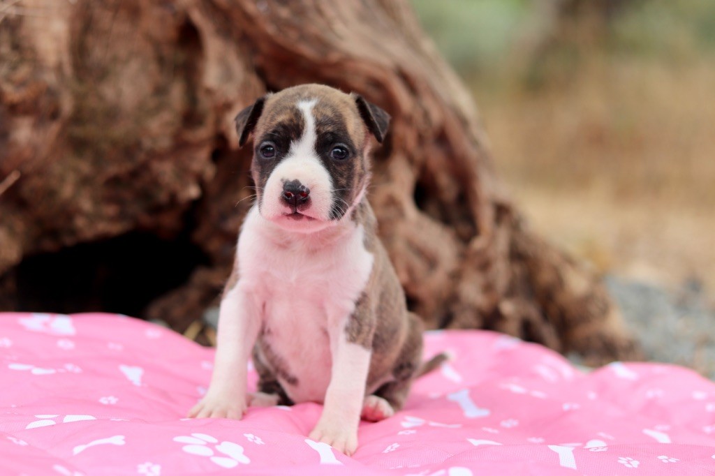 Of The New Age Ast - Chiots disponibles - American Staffordshire Terrier