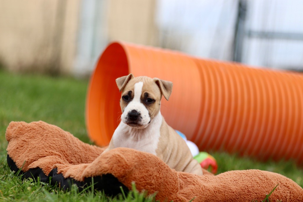 Of The New Age Ast - Chiots disponibles - American Staffordshire Terrier