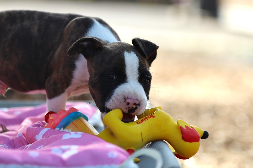Of The New Age Ast - Chiots disponibles - American Staffordshire Terrier