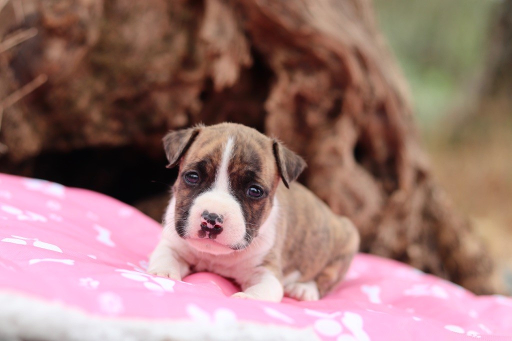 Of The New Age Ast - Chiots disponibles - American Staffordshire Terrier