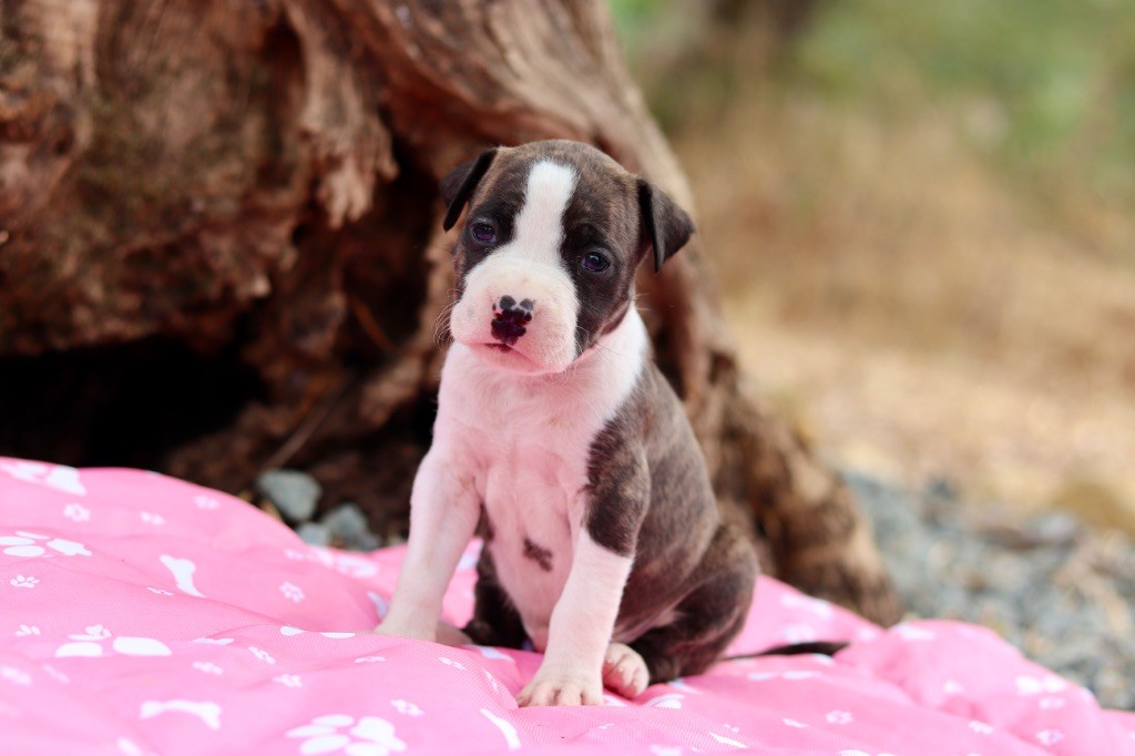 Of The New Age Ast - Chiots disponibles - American Staffordshire Terrier