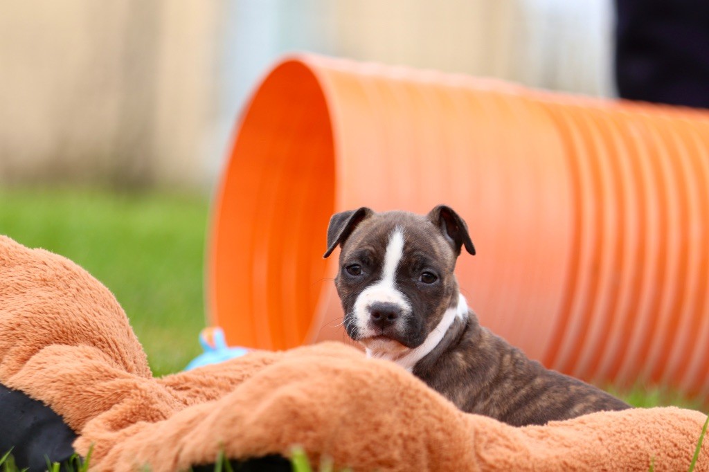 Of The New Age Ast - Chiots disponibles - American Staffordshire Terrier