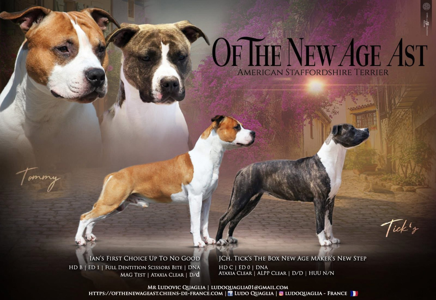 Chiot American Staffordshire Terrier Of The New Age Ast