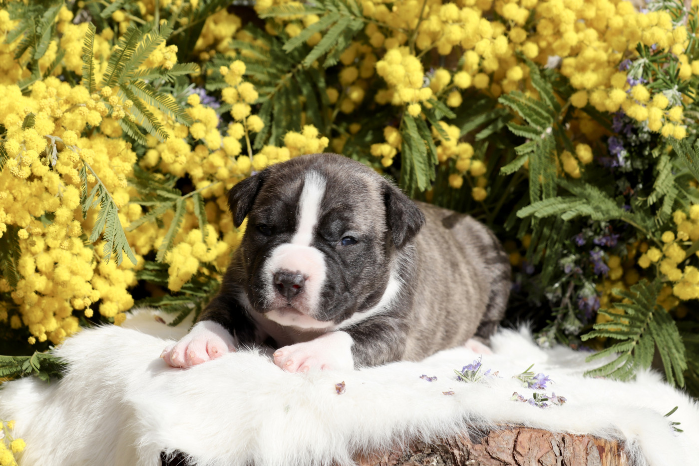 Of The New Age Ast - Chiots disponibles - American Staffordshire Terrier
