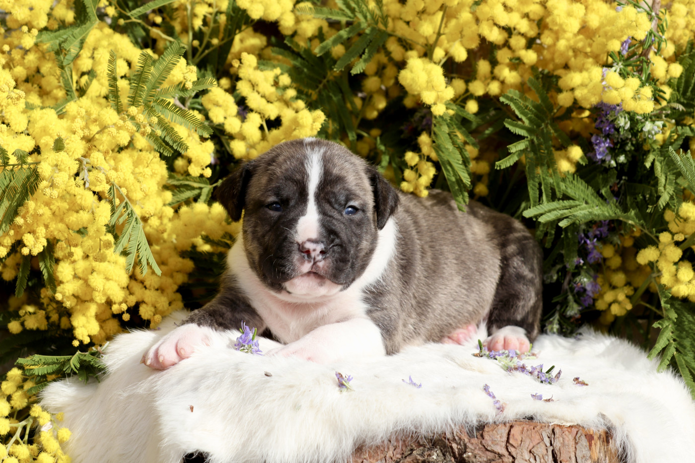 Of The New Age Ast - Chiots disponibles - American Staffordshire Terrier