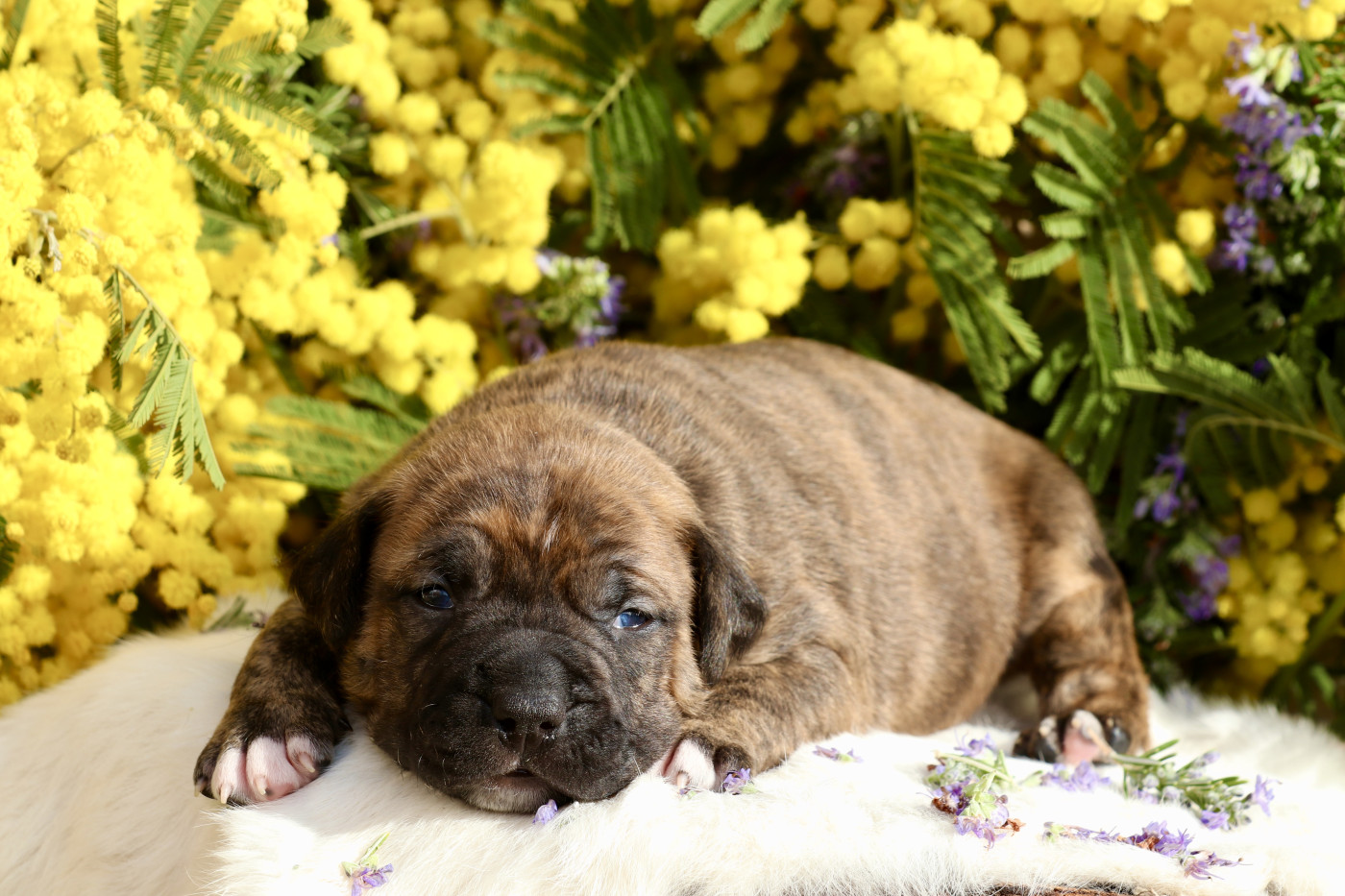 Of The New Age Ast - Chiots disponibles - American Staffordshire Terrier