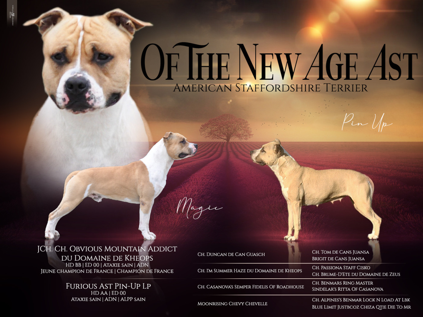 Of The New Age Ast - American Staffordshire Terrier - Portée née le 14/07/2026
