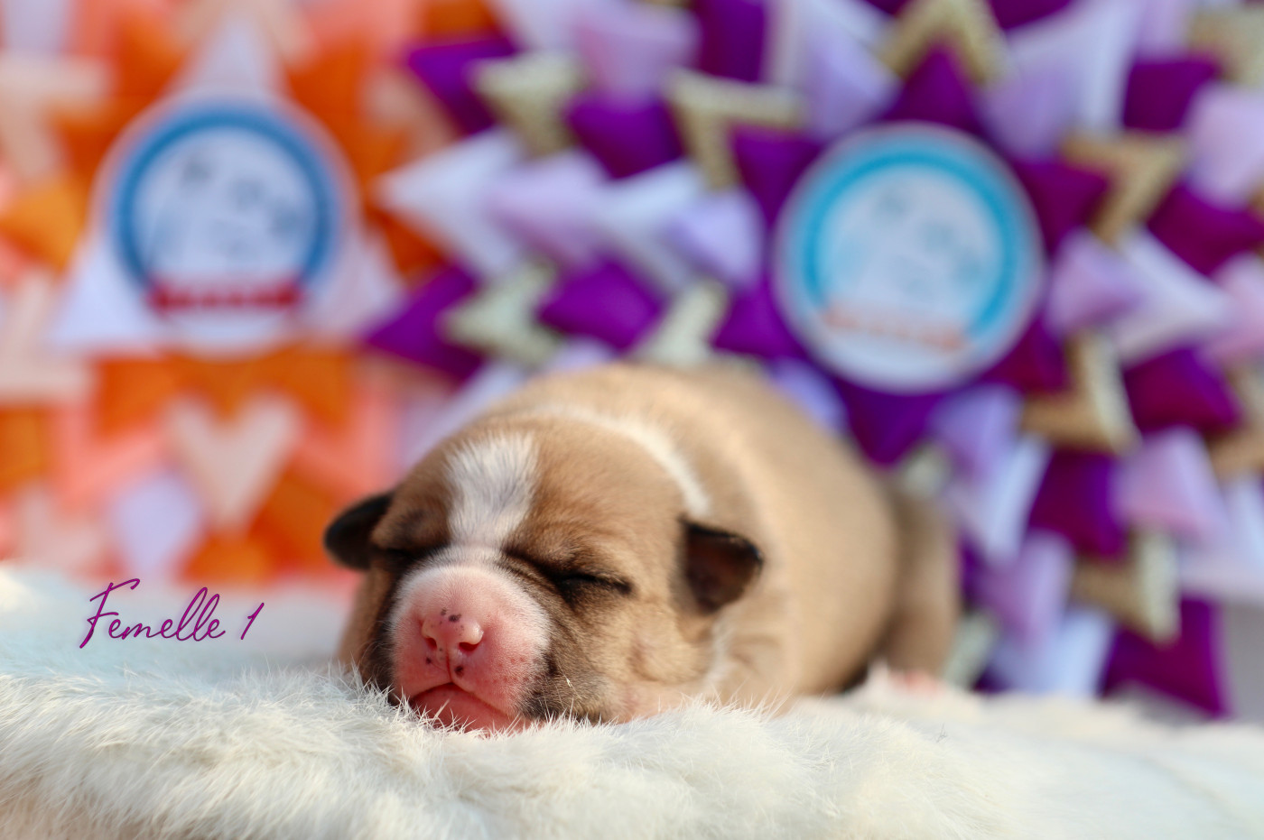Of The New Age Ast - Chiots disponibles - American Staffordshire Terrier
