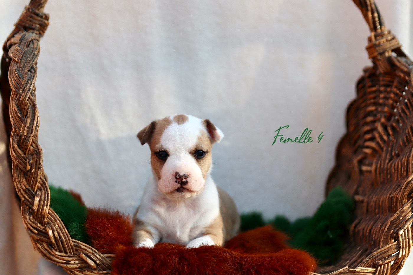 Of The New Age Ast - Chiots disponibles - American Staffordshire Terrier