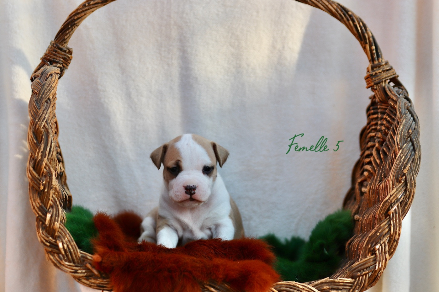Of The New Age Ast - Chiots disponibles - American Staffordshire Terrier