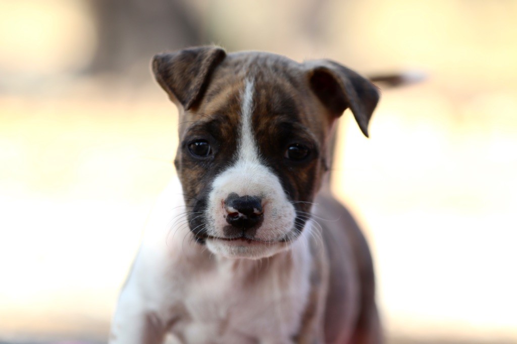 Of The New Age Ast - Chiots disponibles - American Staffordshire Terrier