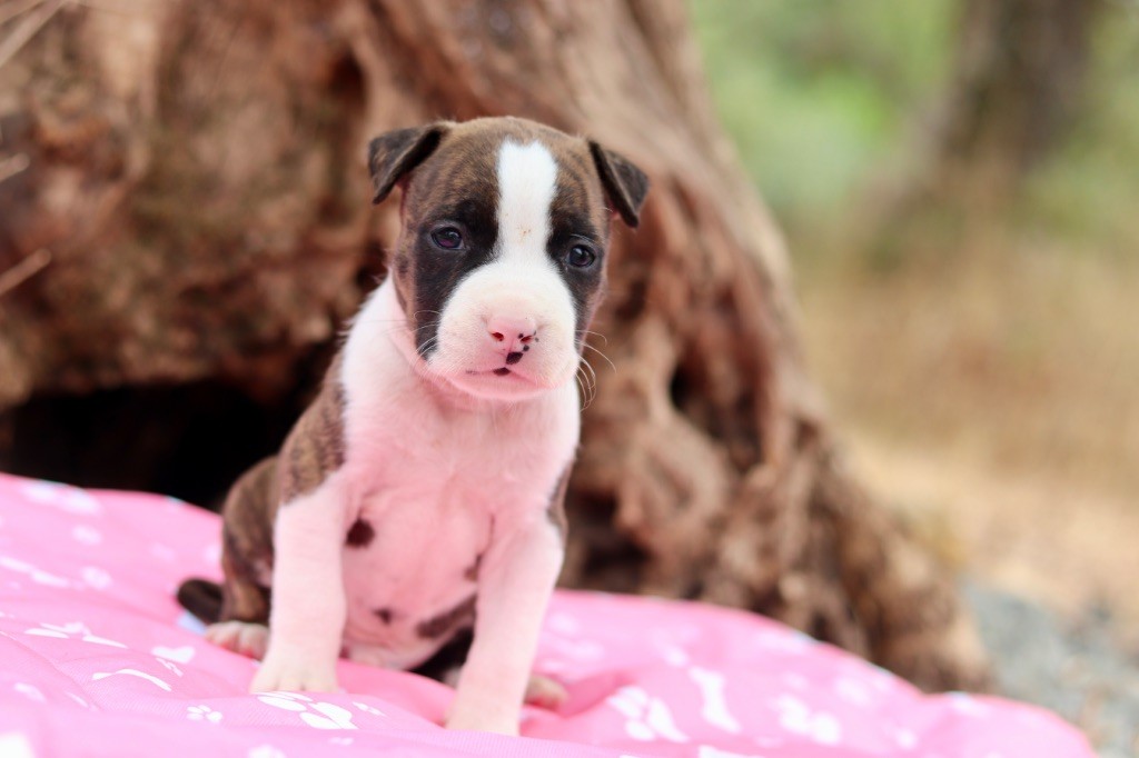 Of The New Age Ast - Chiots disponibles - American Staffordshire Terrier