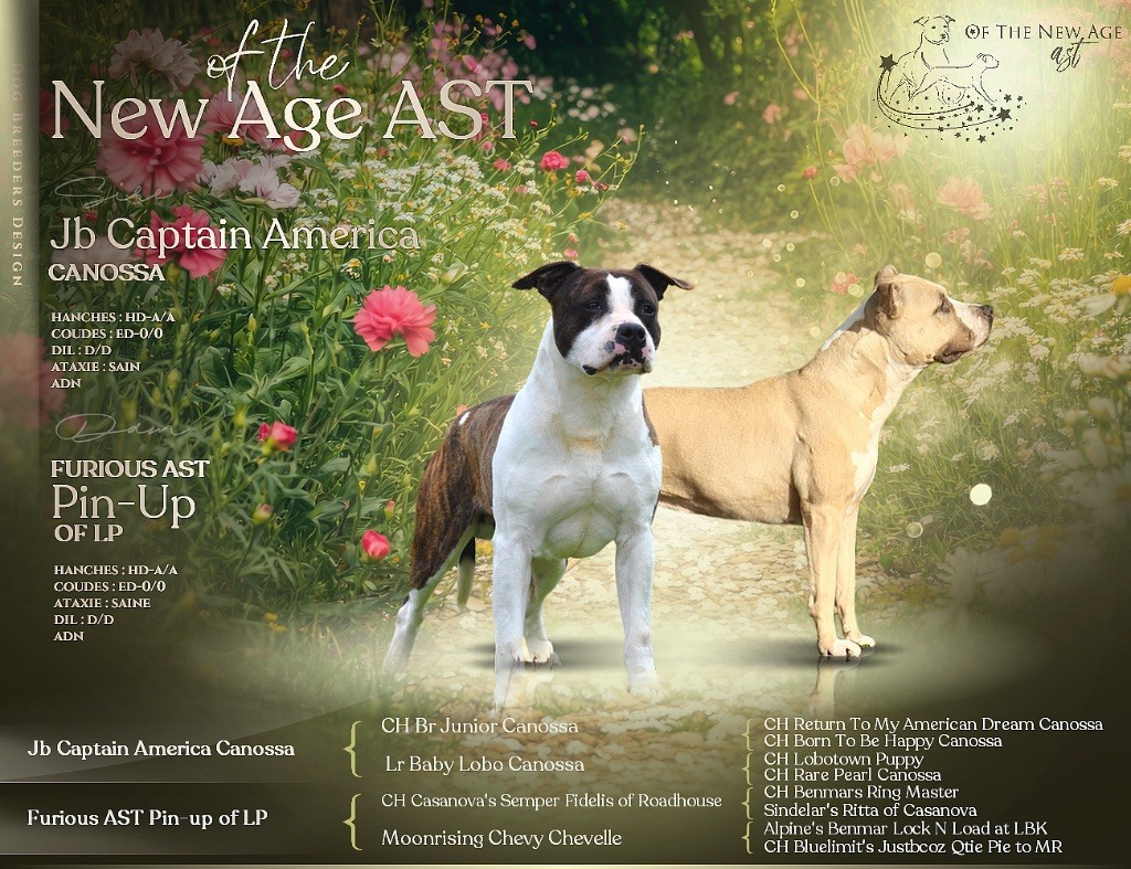 Chiot American Staffordshire Terrier Of The New Age Ast