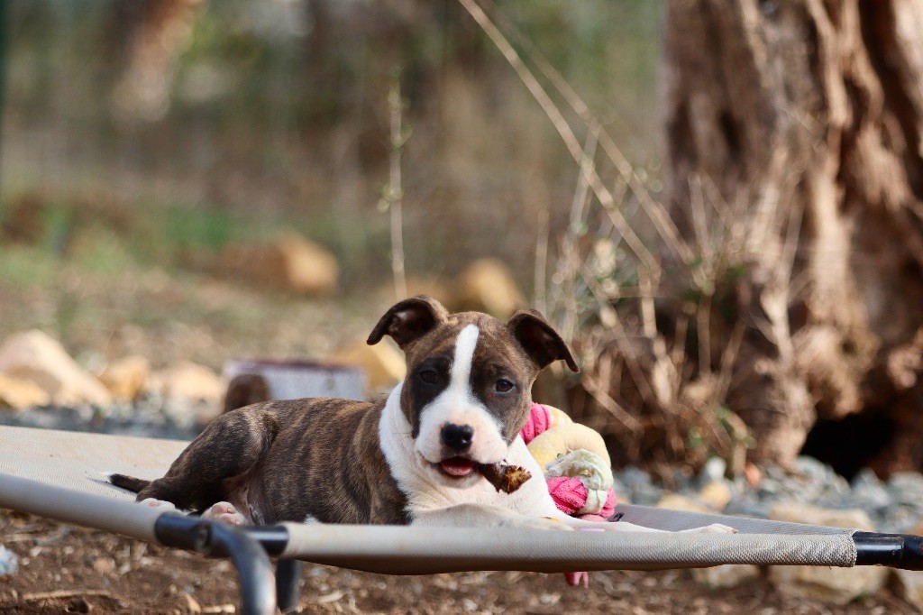 Of The New Age Ast - Chiots disponibles - American Staffordshire Terrier
