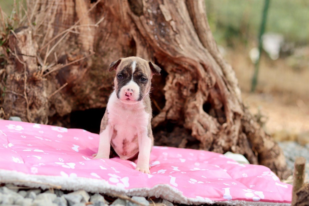 Of The New Age Ast - Chiots disponibles - American Staffordshire Terrier