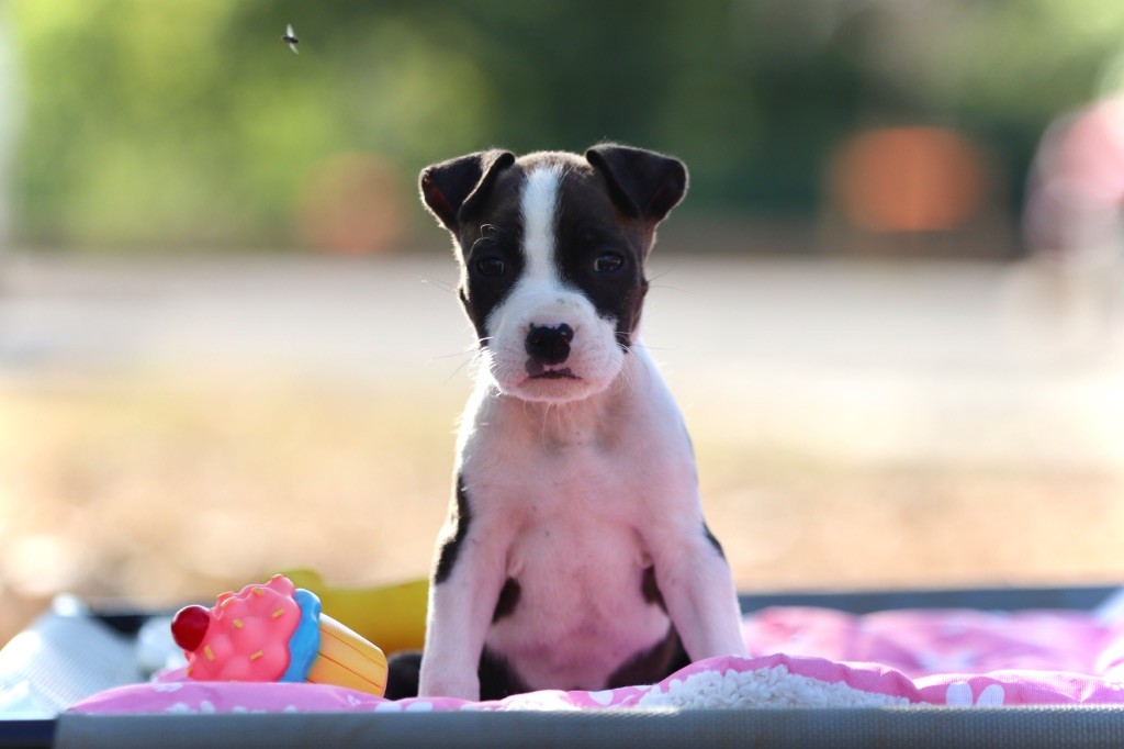 Of The New Age Ast - Chiots disponibles - American Staffordshire Terrier