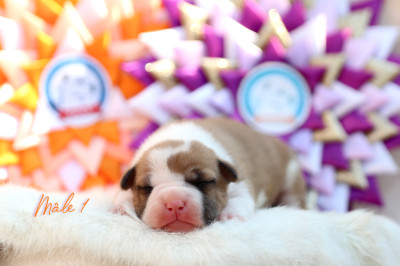 Chiot N°1