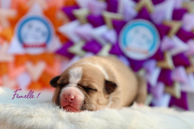 Chiot N°2