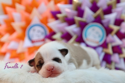 Chiot N°3