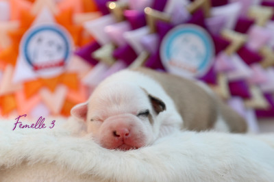 Chiot N°4