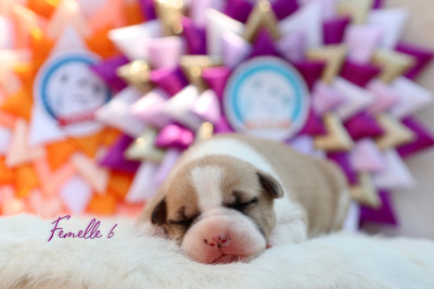Chiot N°7