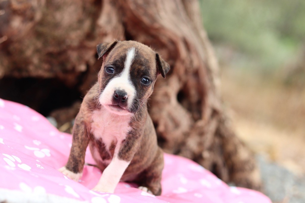 Of The New Age Ast - Chiots disponibles - American Staffordshire Terrier