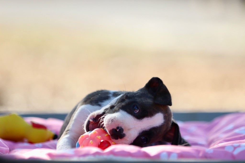Of The New Age Ast - Chiots disponibles - American Staffordshire Terrier
